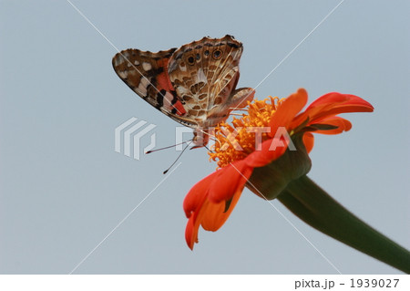 吸蜜するヒメアカタテハ 1939027
