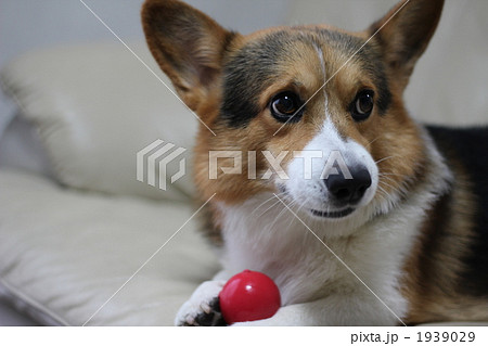 ボール ボール 1939029