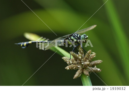タイワンウチワヤンマ 1939032
