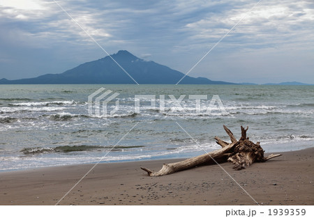 流木と海の写真素材