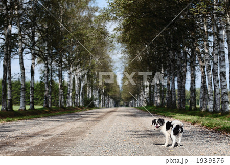 白樺並木 1939376