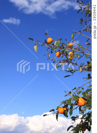 青空と柿の木 1939441