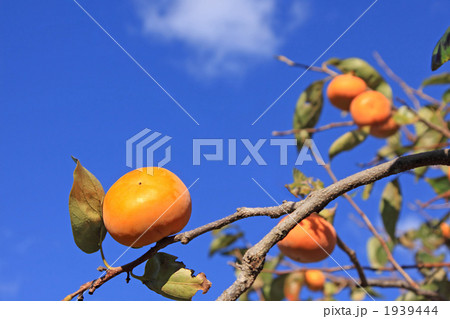 青空と柿の木 1939444