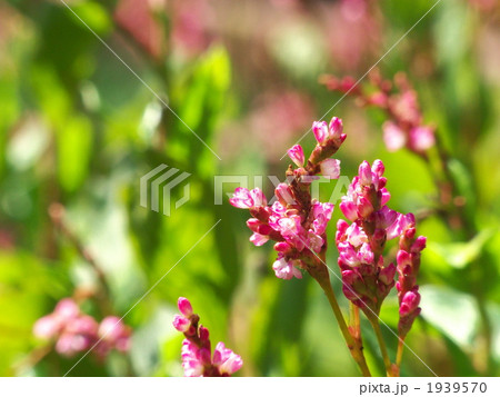 染料植物タデアイの小さな花 染料植物タデアイの小さな花 1939570