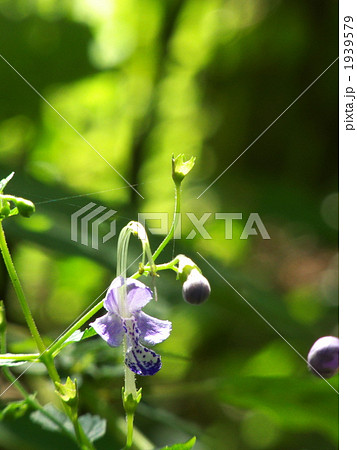 カリガネソウの花 1939579