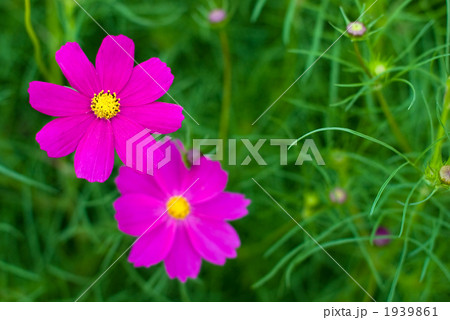 ピンクのコスモスの花 ピンクのコスモスの花 1939861