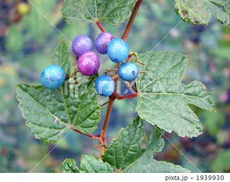 野葡萄 野葡萄 1939930