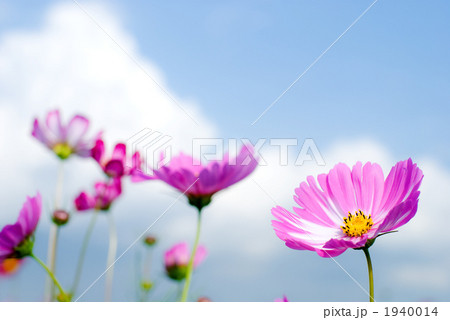 ピンクのコスモスの花と空 ピンクのコスモスの花と空 1940014
