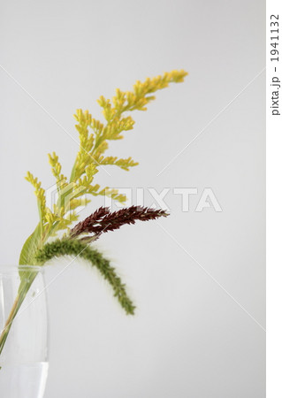 セイタカアワダチソウ。 セイタカアワダチソウ。 1941132