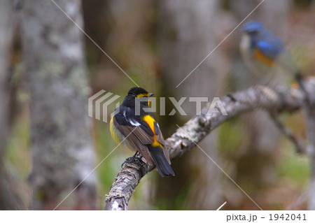 キビタキとルリビタキ キビタキとルリビタキ 1942041