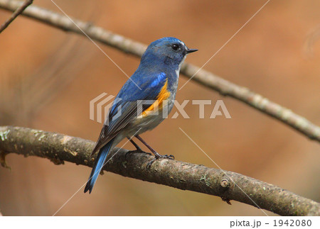 青い鳥、ルリビタキ 1942080