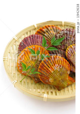 ひおうぎ貝 1942638