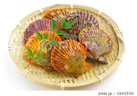 ひおうぎ貝 1942650