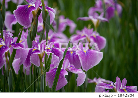 花菖蒲 1942804