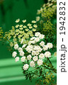 ホワイトレースフラワー 1942832
