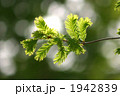 メタセコイア 1942839