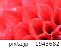 closeup petal of dahlia 1943682