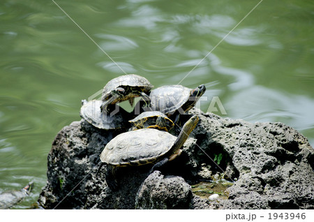 クサガメ 1943946