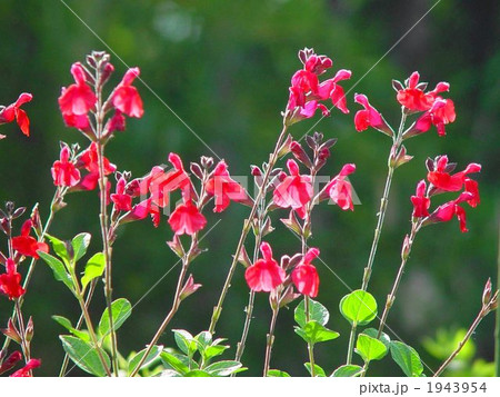 06月　チェリーセージ・シソ科02 1943954