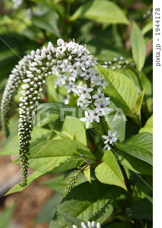 オカトラノオ 1944178
