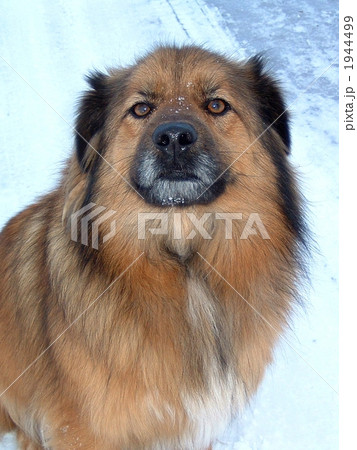 雪国の犬 1944499