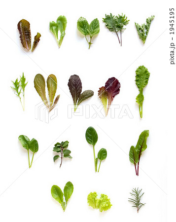 ベビーリーフの素材 ~ 縦カット ベビーリーフの素材 ~ 縦カット 1945195