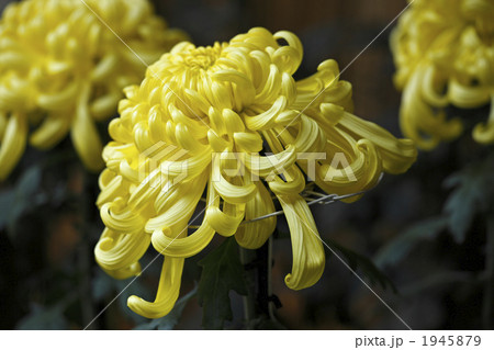 菊 1945879