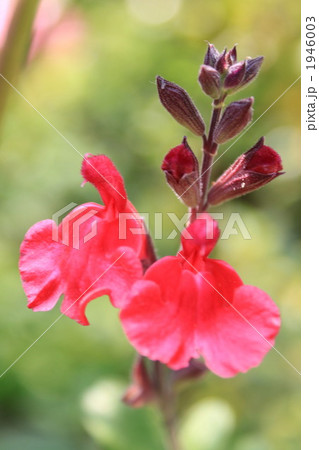 チェリーセージ 1946003