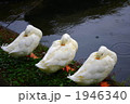 一心同体のアヒルたち 1946340