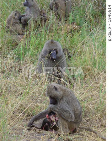サバンナヒヒの群れ 1946614