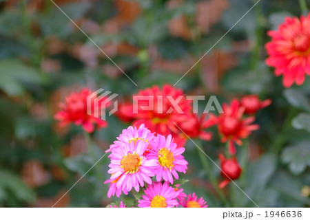 小菊の花束 1946636