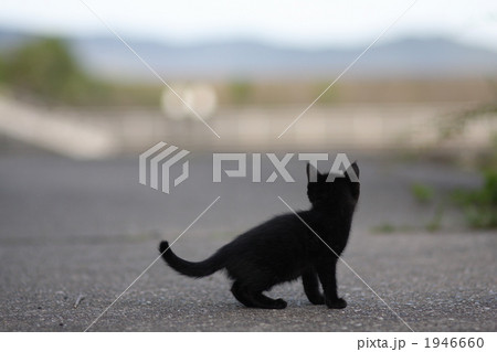 黒い子猫 1946660