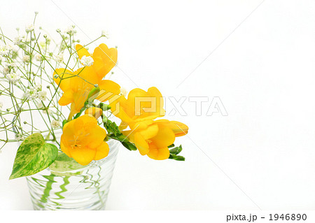 フリージア 1946890