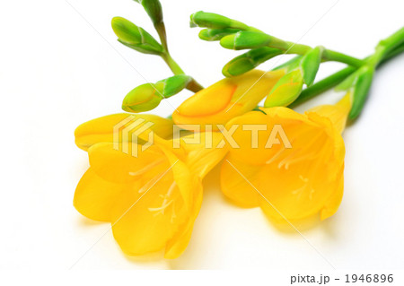 フリージア フリージア 1946896