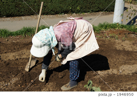 そら豆を蒔く 1946950