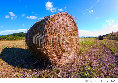 クルクル牧草 クルクル牧草 1947182