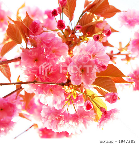 満開の八重桜 満開の八重桜 1947285