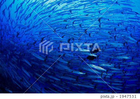 バラクーダの群れ 1947531