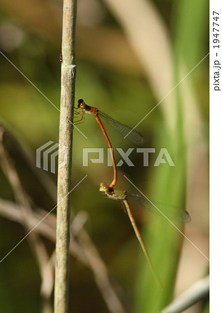 ベニイトトンボのつがい ベニイトトンボのつがい 1947747