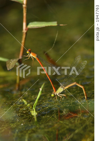 ベニイトトンボの産卵 1947763