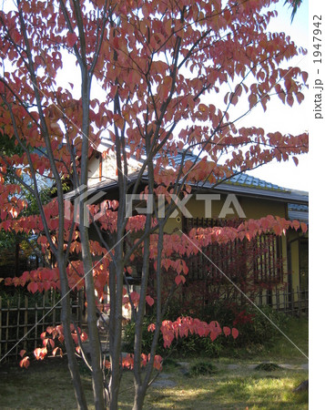池上百竹亭　和風の庭　紅葉 1947942