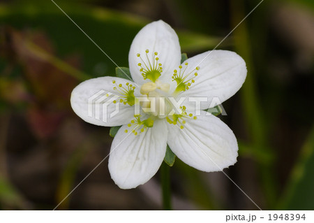 ウメバチソウの花 ウメバチソウの花 1948394