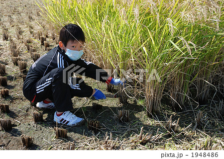 稲刈り 稲刈り 1948486