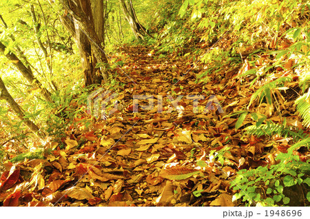 十和田湖・湖畔の散歩道 1948696