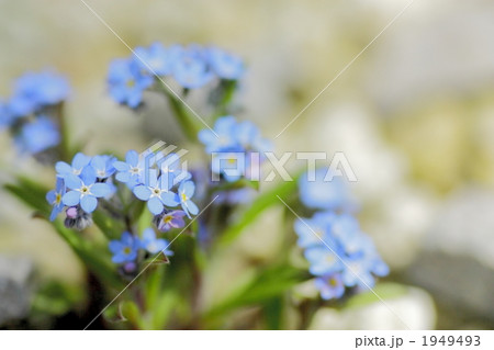 ミオソティス　アルビナ 1949493