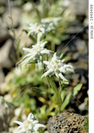 アルプスの星エーデルワイス アルプスの星エーデルワイス 1949499