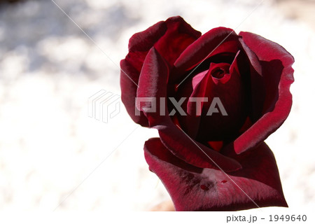 バラの花　パパメイアン 1949640