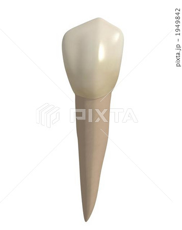 下顎犬歯 1949842