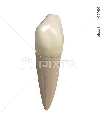 下顎犬歯のイラスト素材