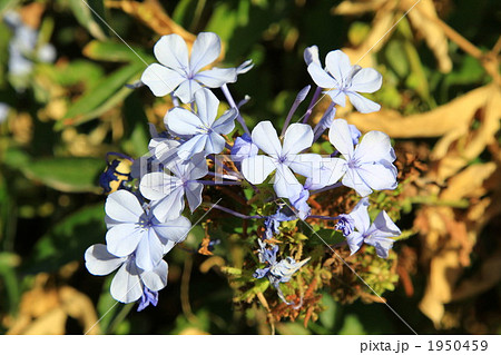 花１　エルサレム 1950459